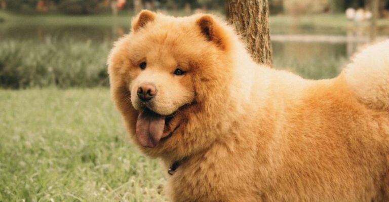 14 dogs that handle being left alone surprisingly well dog news