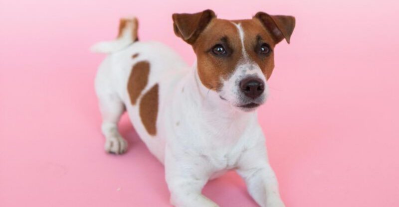 14 dogs that may not be the best fit for a typical household no matter how experienced you think you are