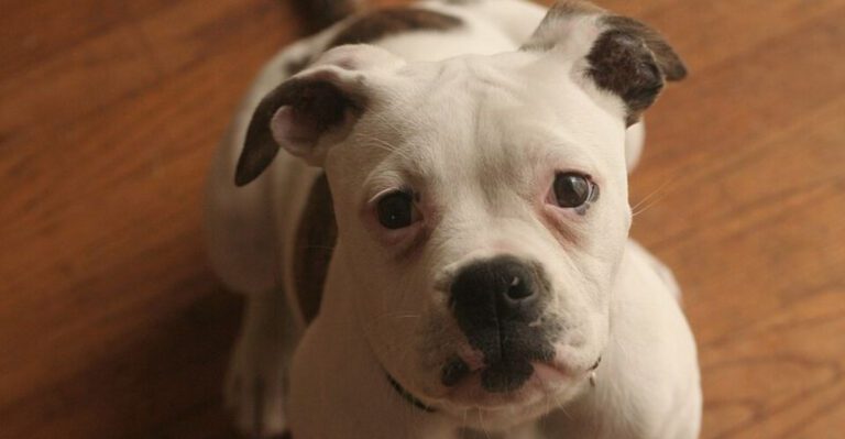 14 dogs that may require extra caution due to biting behavior dog news