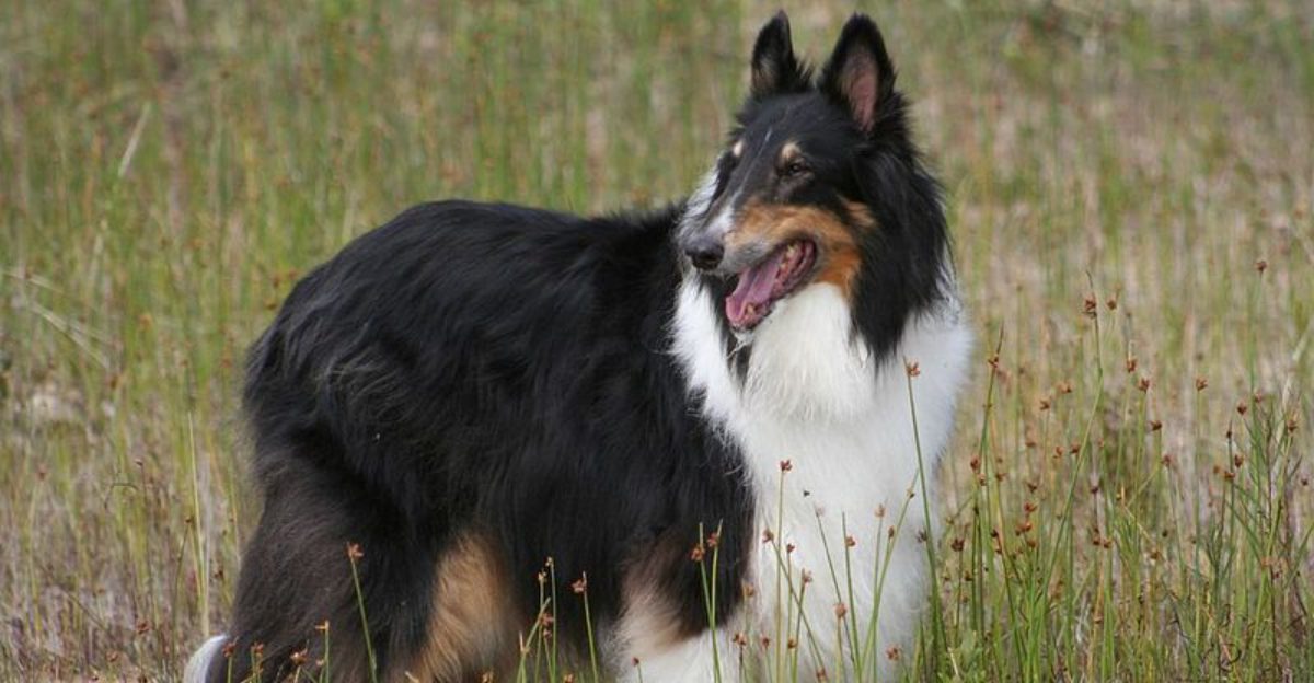 14 highly intelligent dog breeds that often outsmart their owners