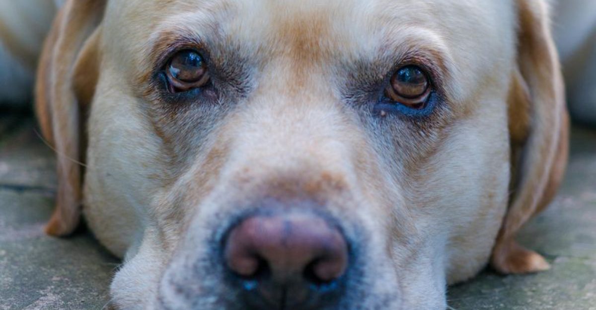 14 of the most beloved dog breeds people cant get enough of
