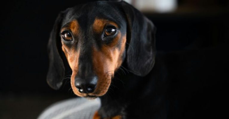 14 overlooked dogs that deserve love but are often ignored dog news