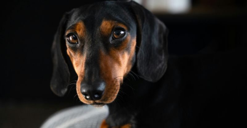 14 overlooked dogs that deserve love but are often ignored