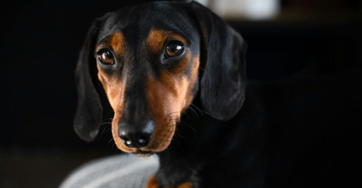 14 overlooked dogs that deserve love but are often ignored