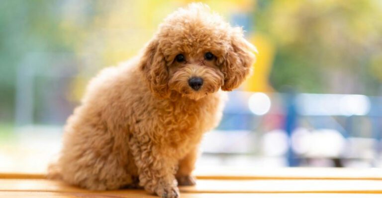 14 small dog breeds that charm even large dog enthusiasts dog news