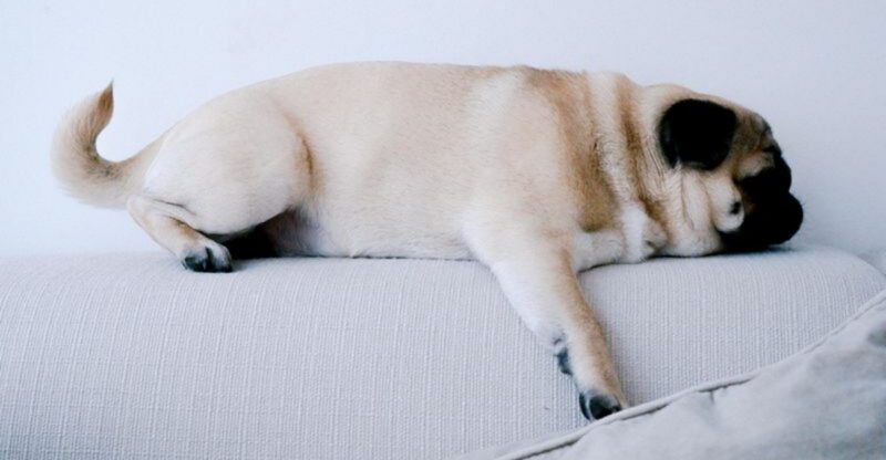 14 super sleepy dog breeds that spend most of the day napping