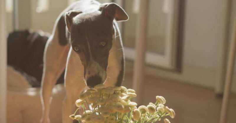 15 amazing dog breeds that are happiest living indoors