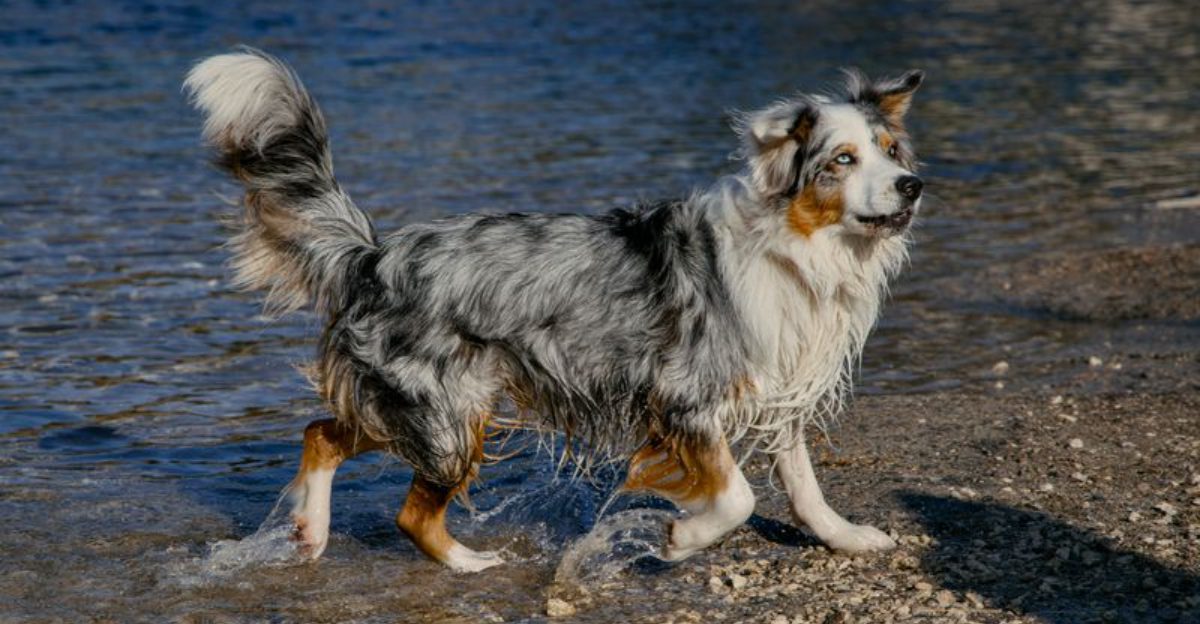15 bold and expressive dog breeds that truly stand out