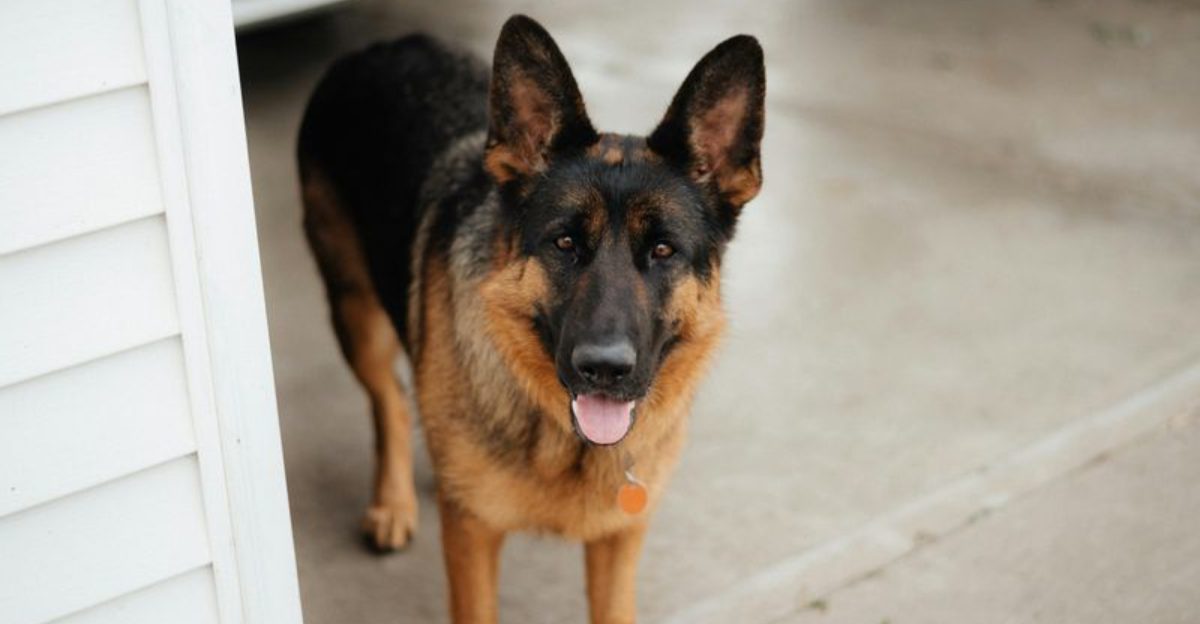 15 dog breeds made for people who love deeply and fully