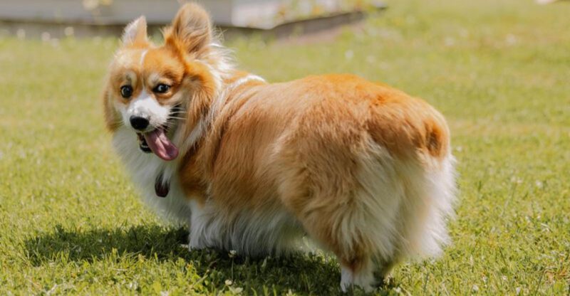 15 dog breeds that bring nonstop joy wherever they go