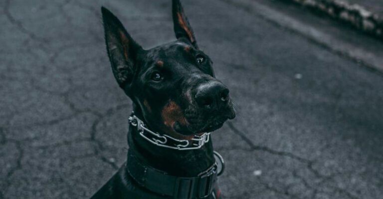 15 dog breeds that define what true loyalty really means dog news