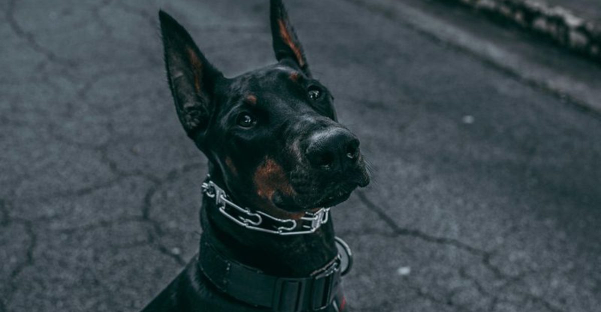 15 dog breeds that define what true loyalty really means