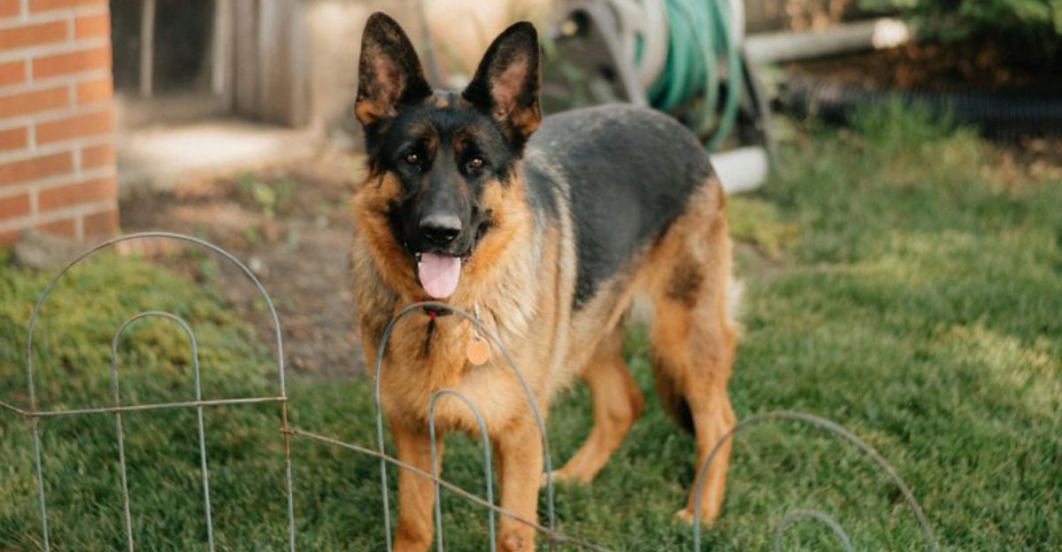 15 dog breeds that dominate popularity rankings globally