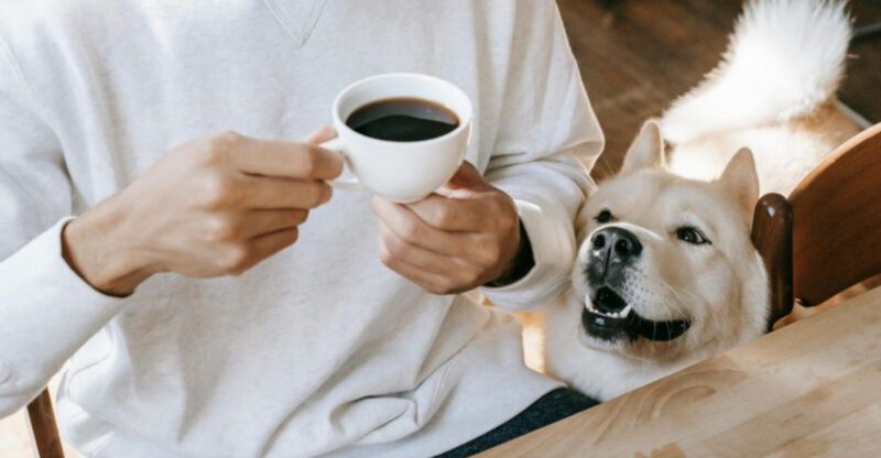 15 foods that can be dangerous or even deadly for dogs