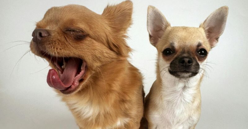 15 healthy dog breeds that make other owners regret choosing the wrong one