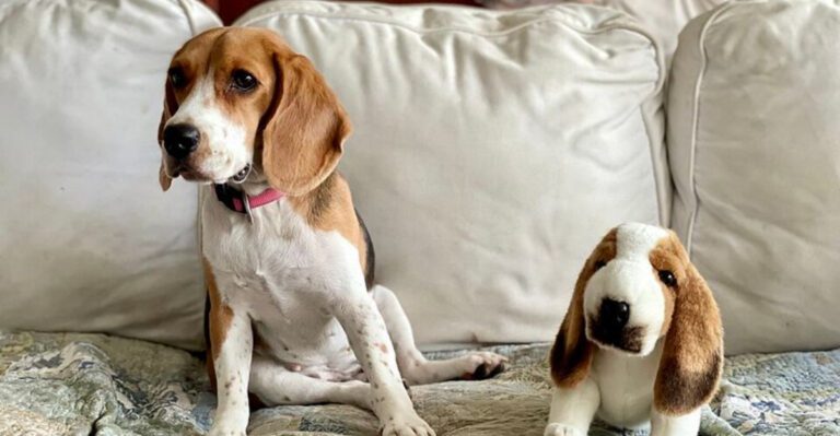 15 lovable dogs that rely more on personality than smarts dog news