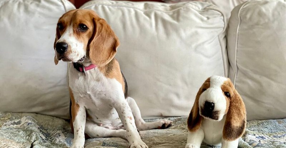 15 lovable dogs that rely more on personality than smarts