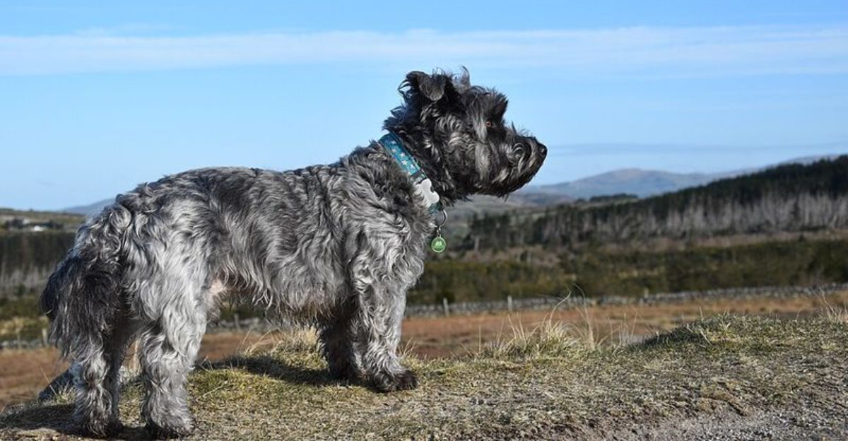 15 once popular dog breeds that are now being overlooked