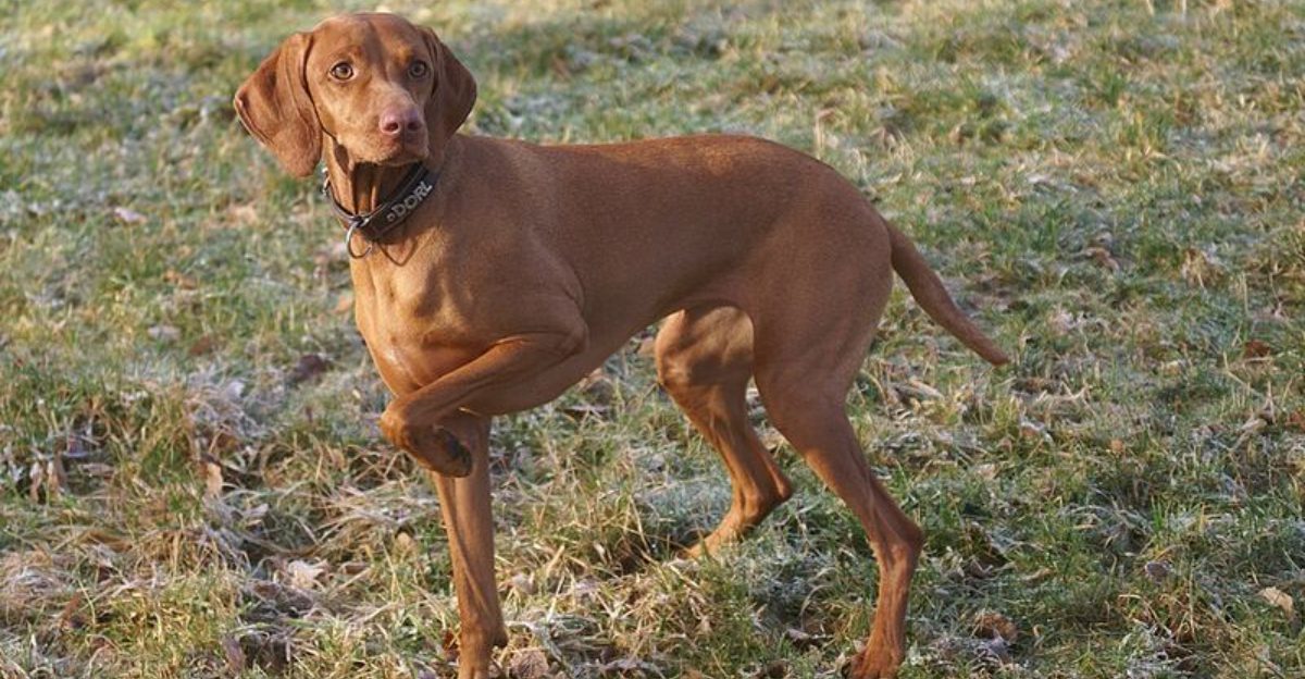 15 powerful hunting dogs that rival the famous labrador