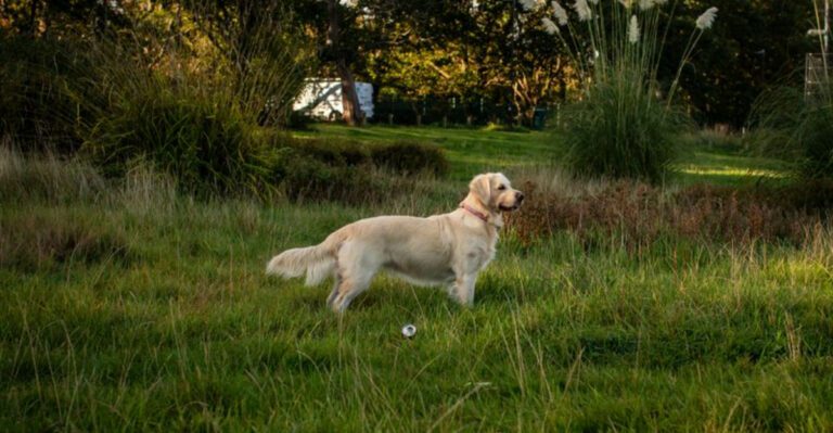 15 standout dog breeds that professionals love dog news