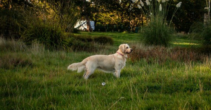 15 standout dog breeds that professionals love