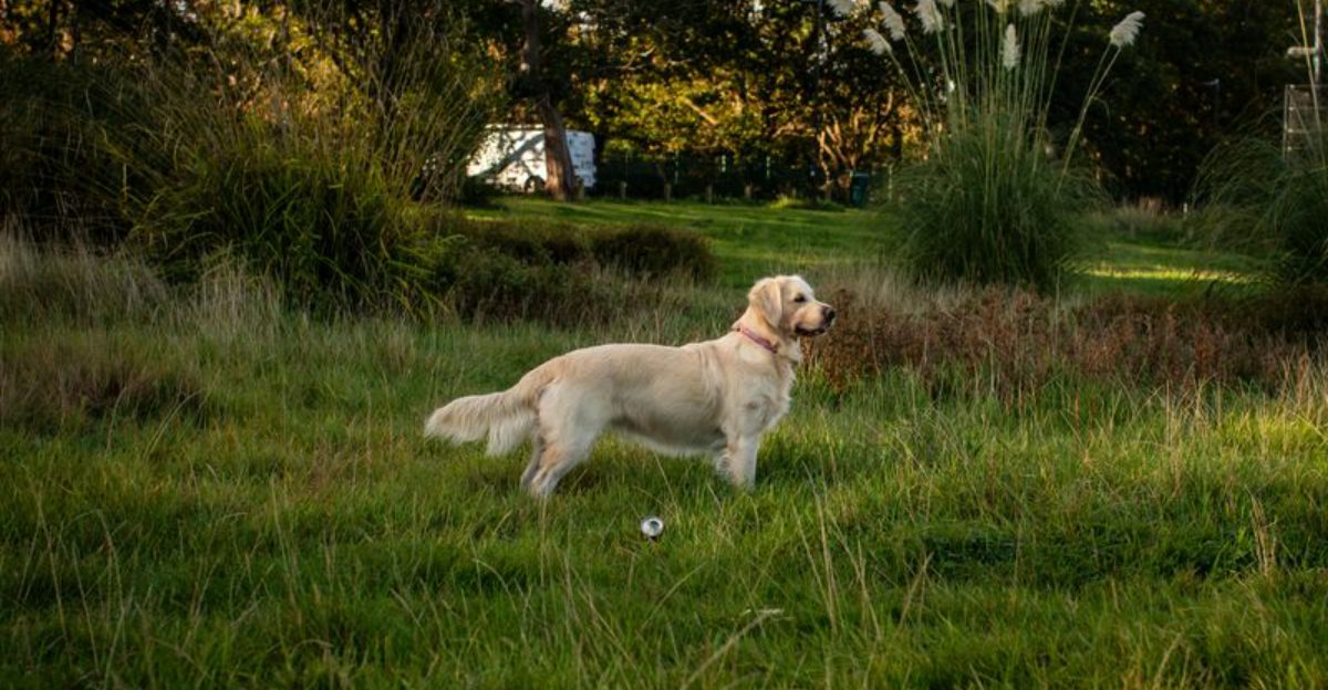 15 standout dog breeds that professionals love