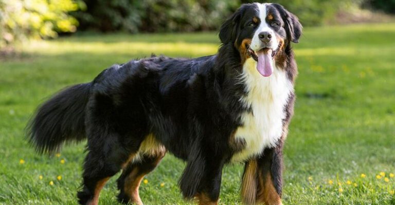 15 tri colored dog breeds that stand out beautifully dog news