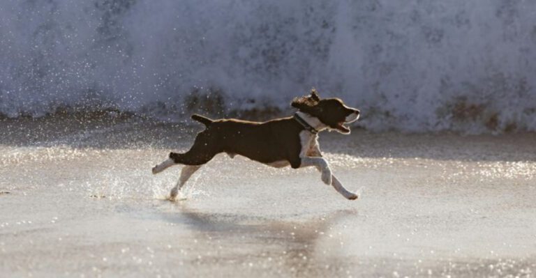 15 warning signs your dog feels afraid around you dog news