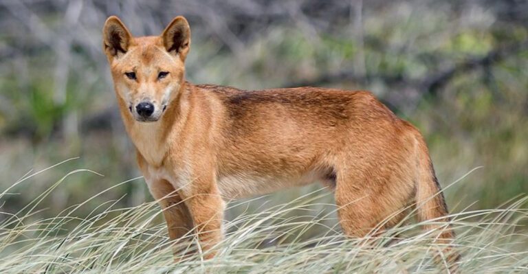 16 Dog Breeds That Shouldnt Be Kept as Household Pets dog news