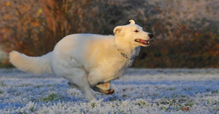 16 dog breeds that guard you without ever needing to growl plus 5 more calm protectors dog news