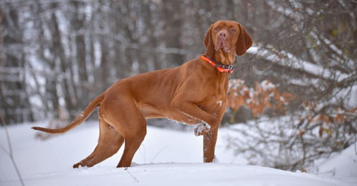 16 dogs that build stronger connections with their owners than their own kind