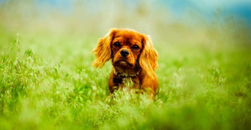 17 Gentle Dog Breeds That Are Patient Soft Natured and Easy to Live With Plus 3 More That Tend to Be More High Strung