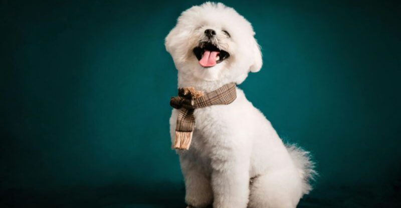 17 dog breeds that feel like a best friend not just a pet plus 3 soulmate breeds that bond for life