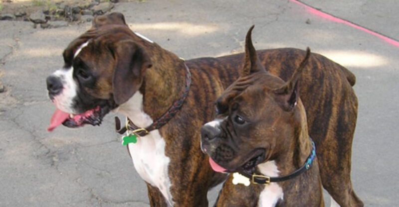 21 dog breeds that bond so deeply they follow you from room to room