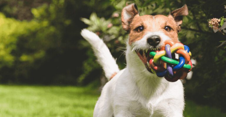 8 common bedtime behaviors in dogs and what theyre trying to tell you dog news