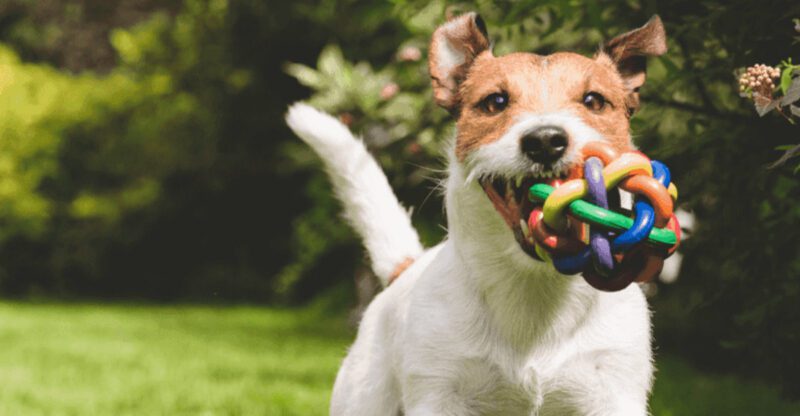 8 common bedtime behaviors in dogs and what theyre trying to tell you