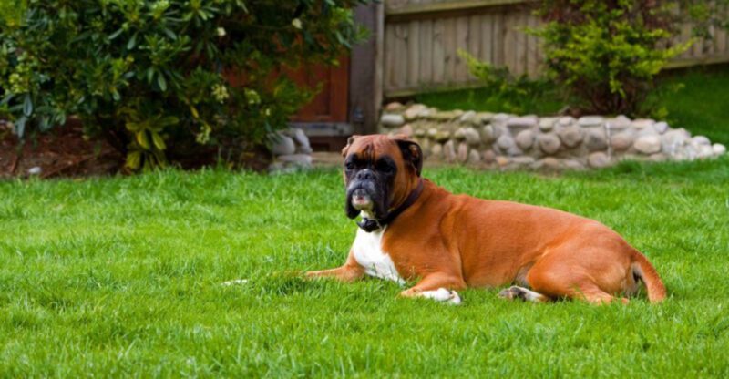 9 dog breeds that add happiness and energy to your everyday life