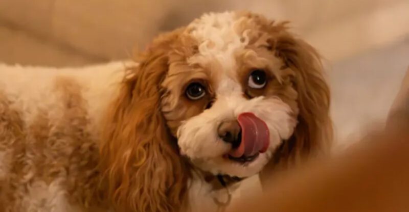 9 overlooked signals that can prevent a dog attack