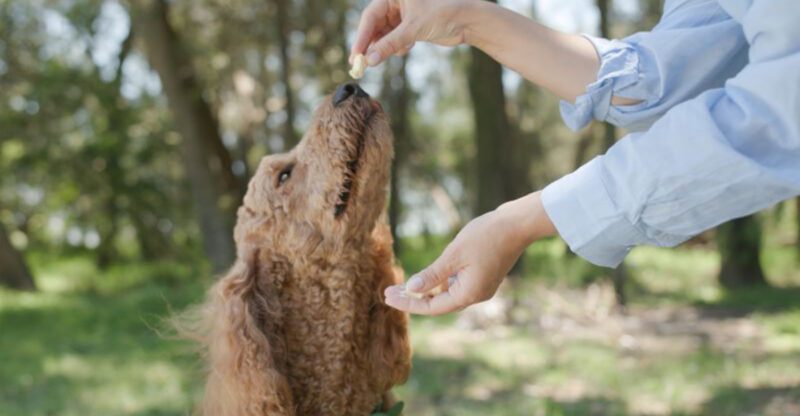 9 small things dogs truly love that many owners overlook