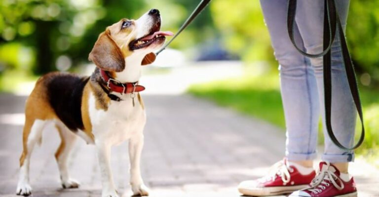 9 warning signs your dog knows something is wrong with you and youre completely missing them dog news