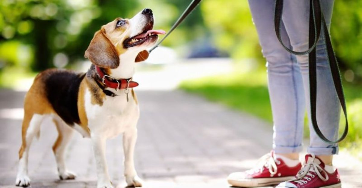 9 warning signs your dog knows something is wrong with you and youre completely missing them