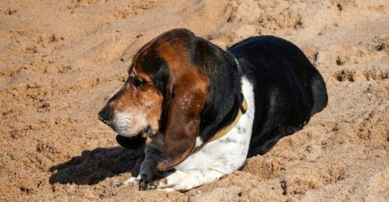 According to experts these 13 dogs are happiest away from noise and chaos