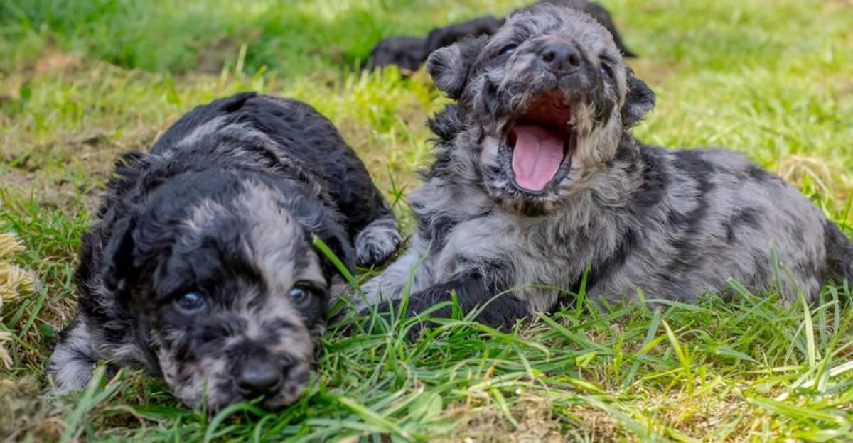 According to vets these 10 uncommon dogs deserve attention