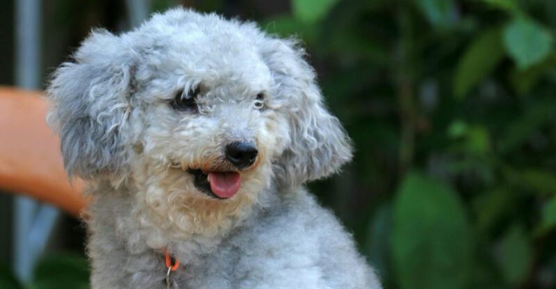 According to vets these 13 dog breeds are surprisingly easy to train