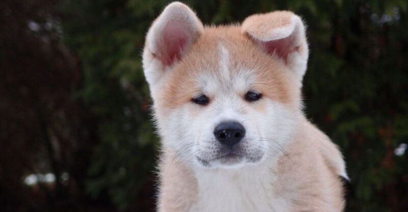 Be careful these 11 dog breeds may not get along with cats