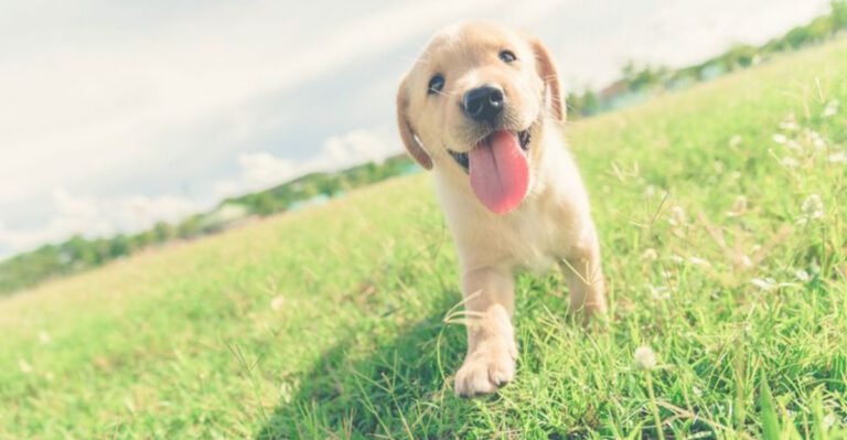 Bringing home a puppy Avoid these 10 common mistakes dog news