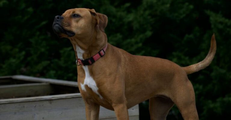 Calm on the couch unstoppable outside these 15 breeds have it all dog news