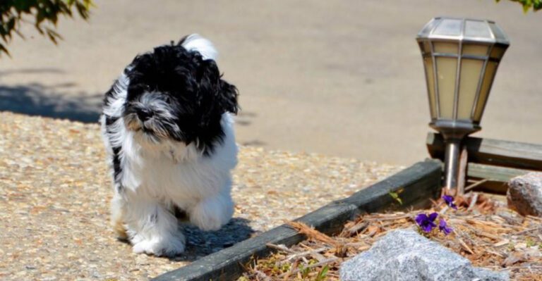 Cant get enough cuddles These 12 dogs feel the same dog news
