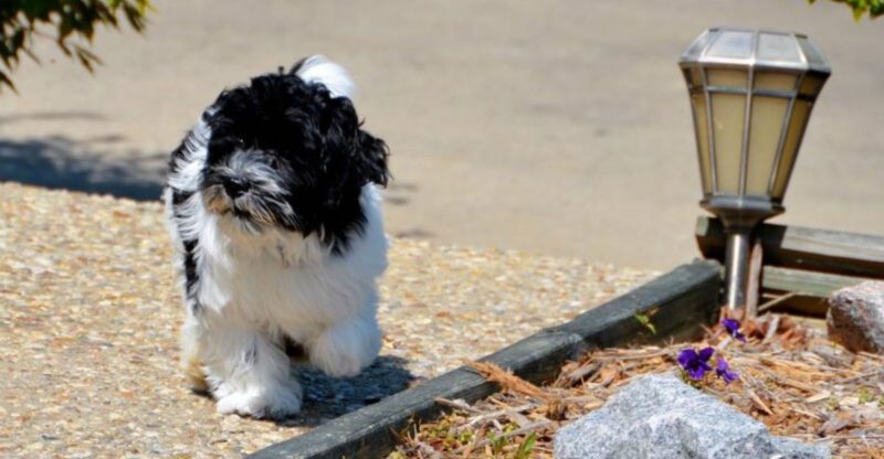 Cant get enough cuddles These 12 dogs feel the same
