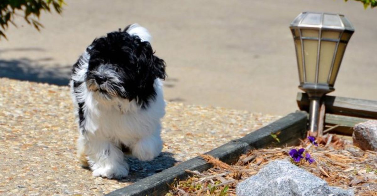 Cant get enough cuddles These 12 dogs feel the same